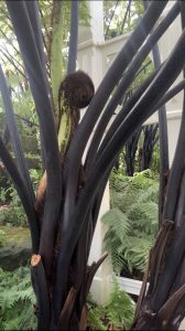 The black tree Fern 